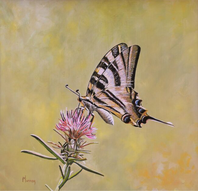 Karla Murray Painting Swallowtail on Thistle Oil on Board