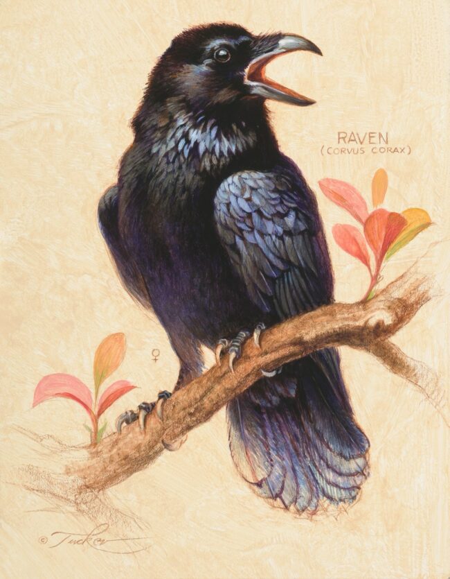 Ezra Tucker Painting Raven #5 Acrylic on Panel