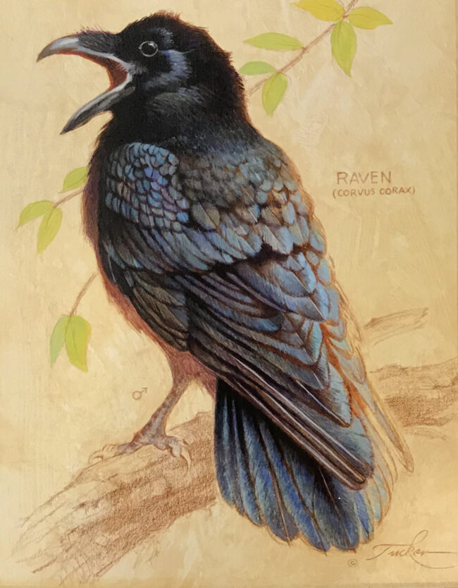 Ezra Tucker Painting Raven #6 Acrylic on Panel