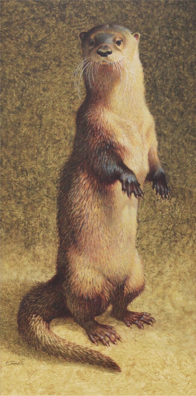 Ezra Tucker Painting Young Otter Acrylic on Canvas