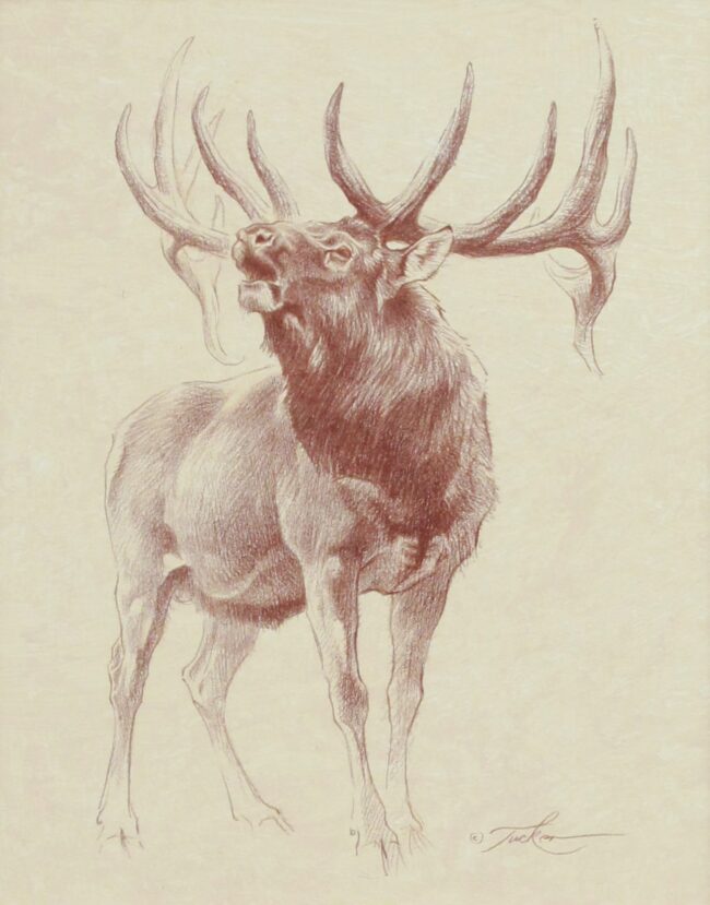 Ezra Tucker Painting Bull Elk Drawing Pencil on Board