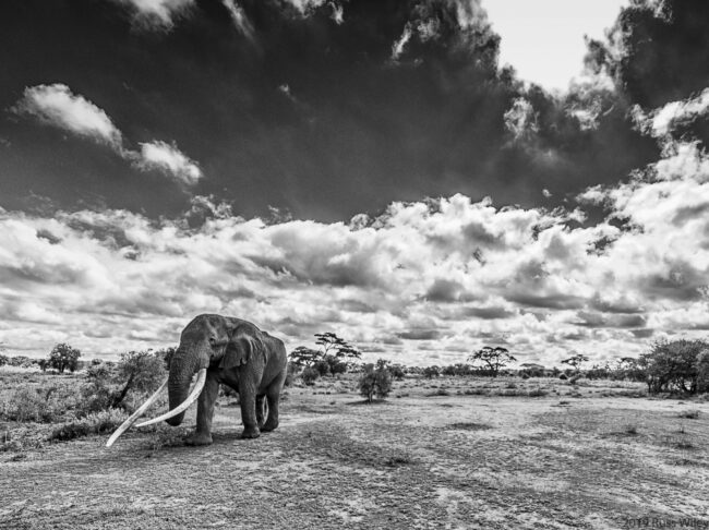 Russ Wiley Photography 21st Century Woolly Mammoth Black and White Photography on Metal