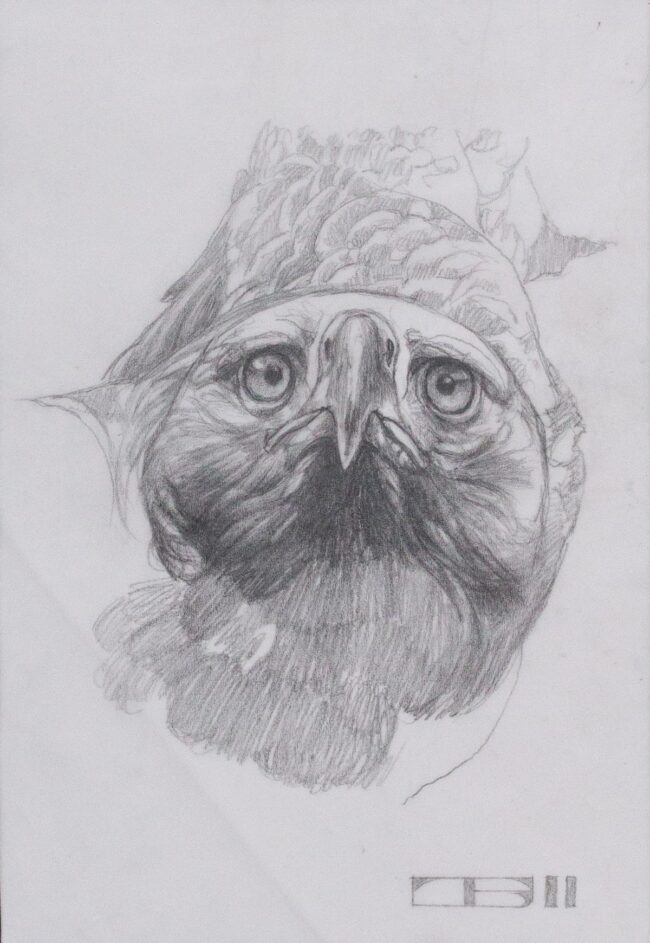 Thomas Blackshear II Drawing Eagle Study From Take Flight Pencil on Paper
