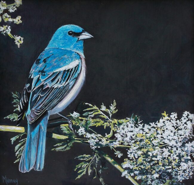 Karla Murray Painting Lazuli Bunting with White Flowers Oil on Board