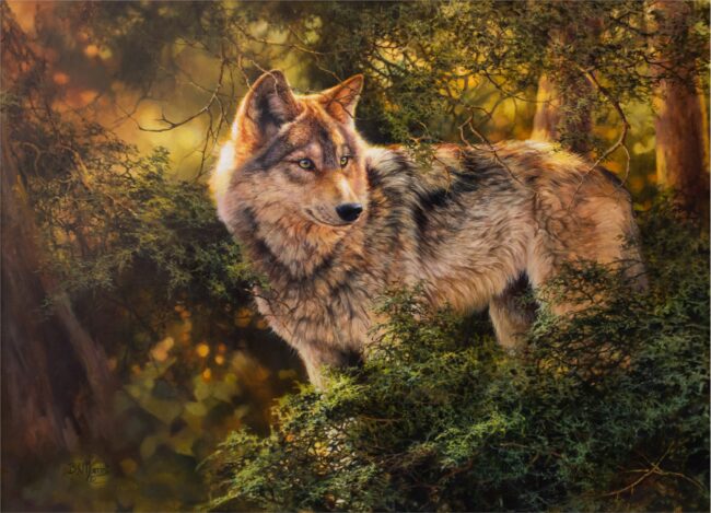 Bonnie Marris Estate Painting Wolf in Cedars Oil on Canvas