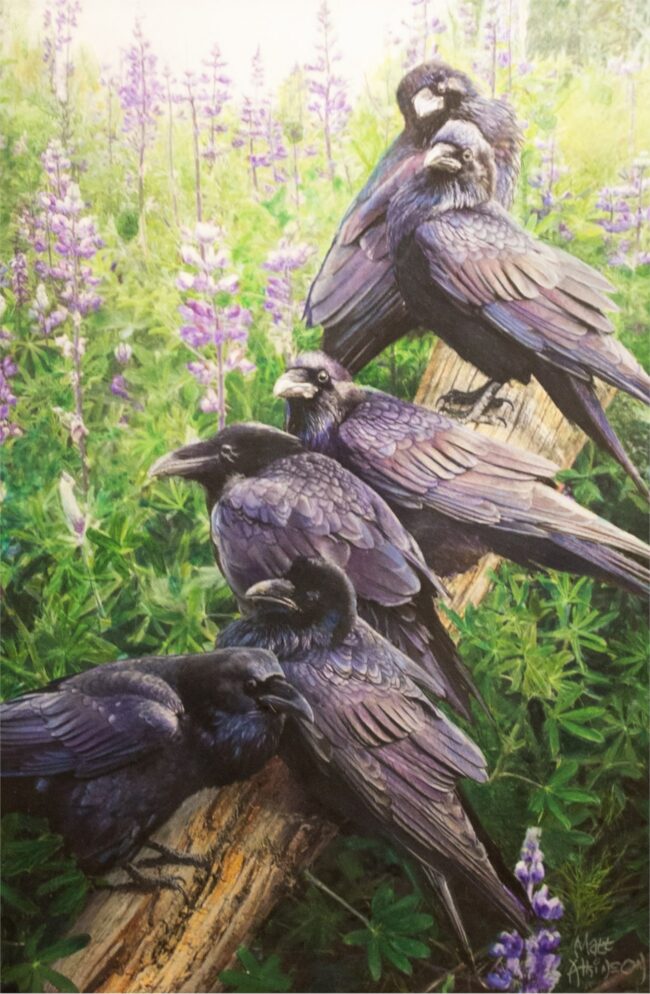 Matt Atkinson Painting The Ravens Color Pencil