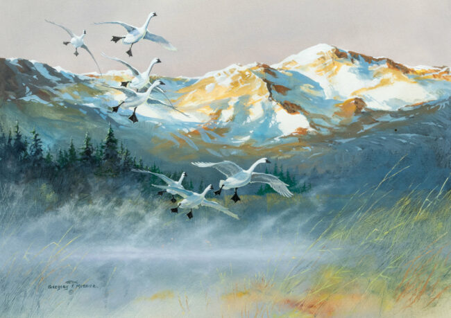 Gregory Messier  Trumpeter Swans Watercolor