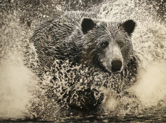 Matt Atkinson Painting Bear Splash Charcoal on Paper