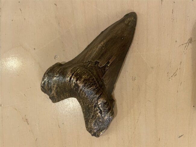 Robert Allison Sculpture Megalodon Tooth Bronze
