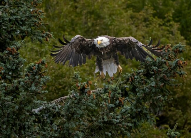 Scott Davis Photography Eagle in Pine Photography on Thin Wrap