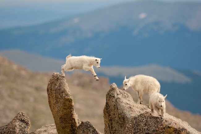Scott Davis Photography Mountain Goat Photography on Metal