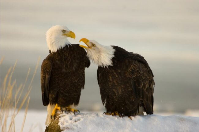 Scott Davis Photography Two Eagles Photography on Metal