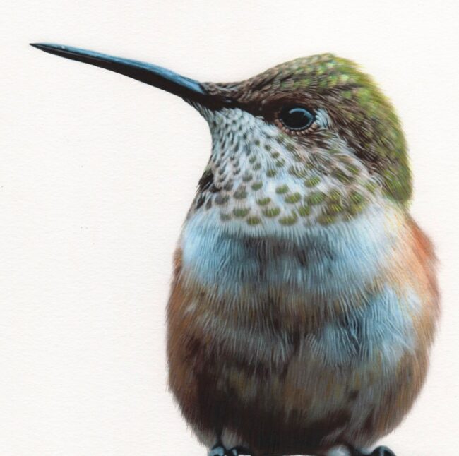 J.R. Hess Drawing Young Rufous Colored Pencil on Paper