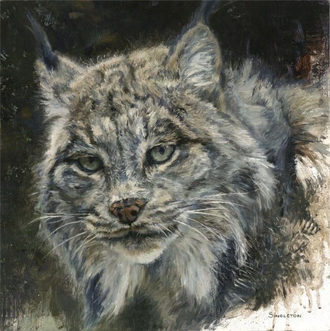 Kelly Singleton Painting Canada Lynx Study Oil on Gesso Board