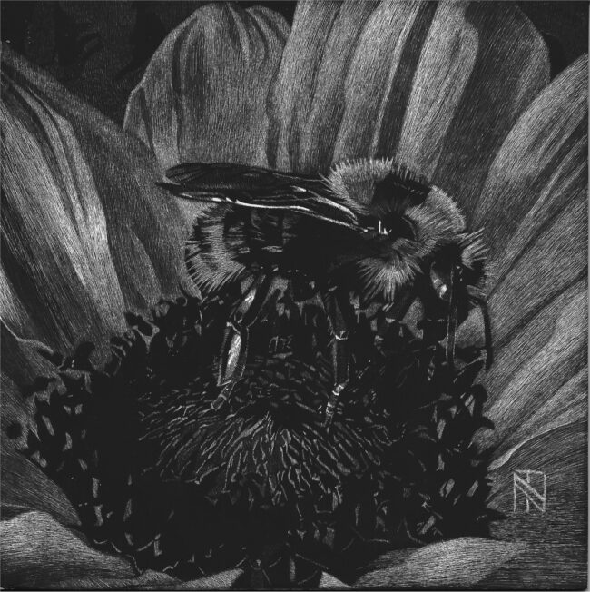 Nelson Tucker Scratchboard Royal Honey Scratchboard