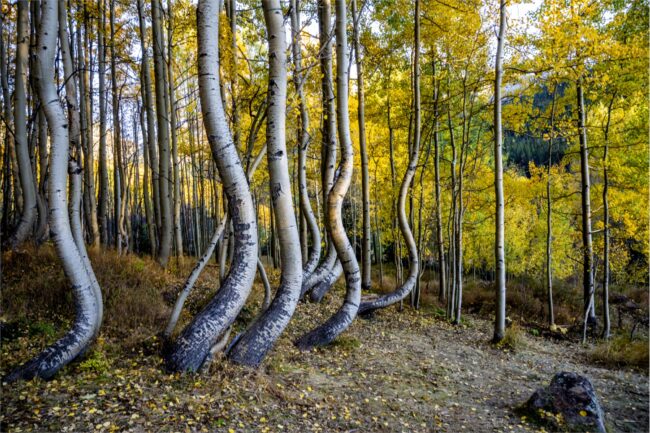 Russ Wiley Photography Dancing Aspens Photography on Metal