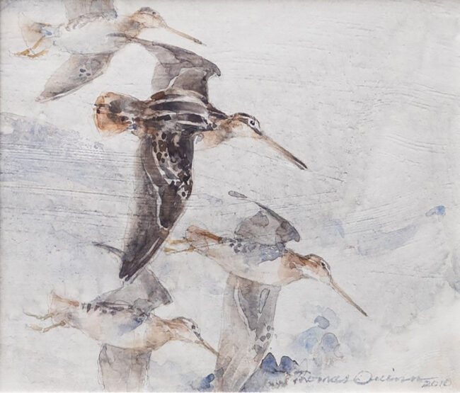 Thomas Quinn Painting Snipe Flight Watercolor